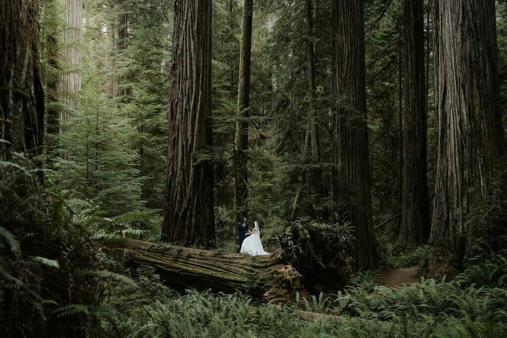 reasons to elope 10 - Redwood National Park Elopement, Jedediah Smith Elopement