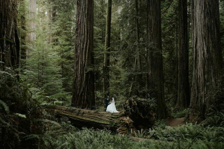 reasons to elope 10 - Redwood National Park Elopement, Jedediah Smith Elopement