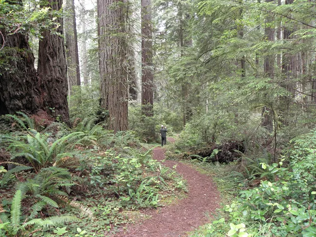1 Schmidt Grove Rhodedendron Trail