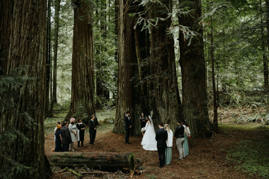 Wedding ceremony at Templeman Grove in the redwoods