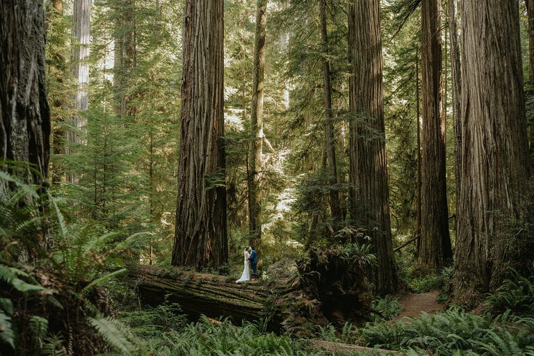 redwoods elopement guide california elopement photographer banner