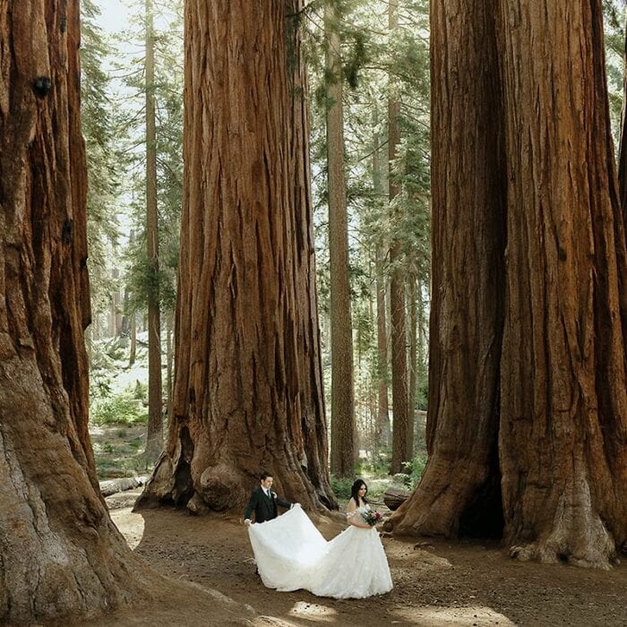 s g sequoia national park elopement portraits julia mina photography (3) (1)